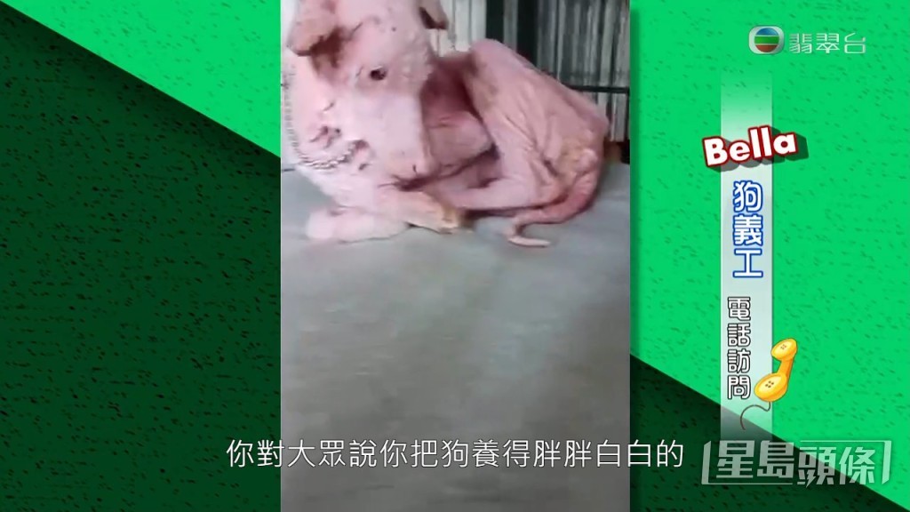 Bella指：「我哋都係為啲狗着想，你同大眾講養到啲狗肥肥白白，咁小可愛都係你啲狗，點解搞到咁？醫生話佢營養不良、成身發炎，點解你唔去醫呢？」