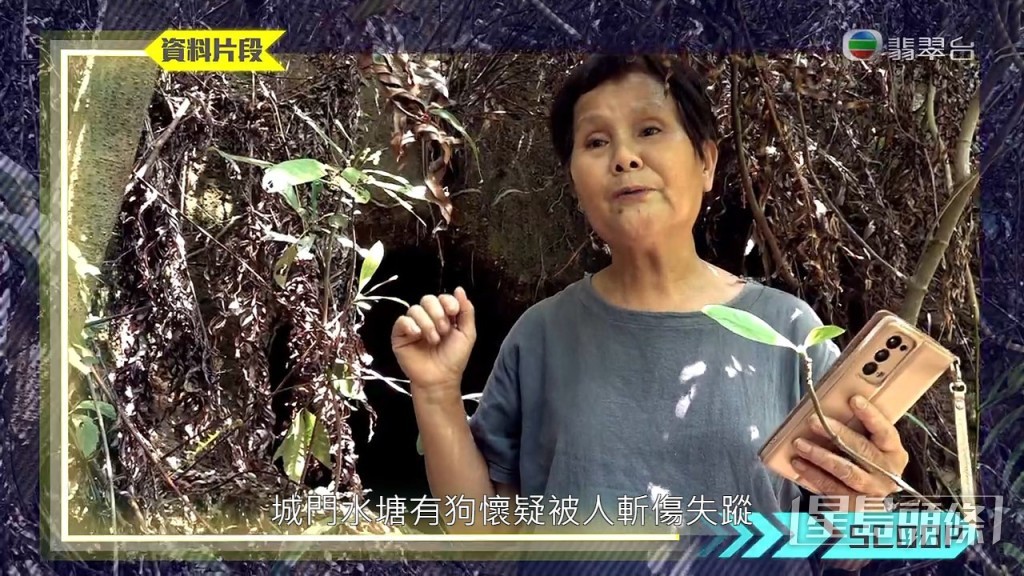 《東張西望》9月中曾報道一宗懷疑虐狗事件，養了10隻狗的「蘭婆婆」其中一隻唐狗「阿仔」被斬傷，其後得狗義工幫助接走狗狗治療。
