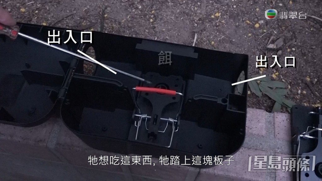 《東張》與滅鼠專家設置捕鼠器，雖然有老鼠再側邊行過，但最後一無所獲。