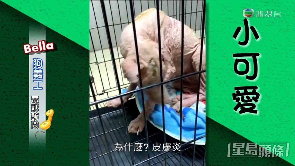 至於小可愛：「成身都係皮膚炎，由頭到腳，我哋兩日幫佢沖一次皮膚水，日日都要食藥，已經比之前好啲，起碼生咗啲甩出嚟。」
