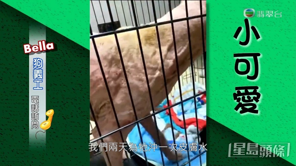 至於小可愛：「成身都係皮膚炎，由頭到腳，我哋兩日幫佢沖一次皮膚水，日日都要食藥，已經比之前好啲，起碼生咗啲甩出嚟。」