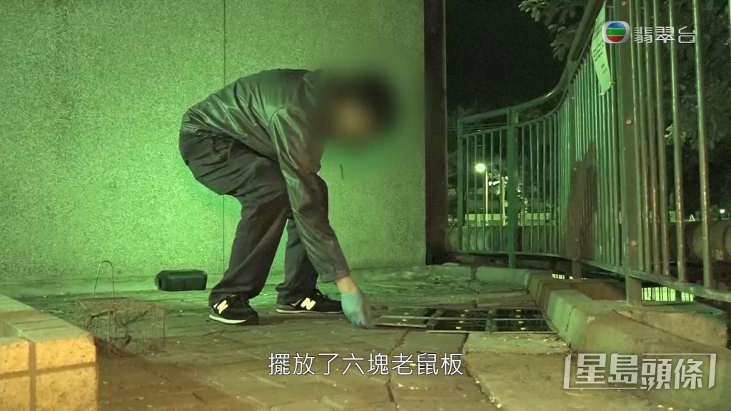 晚上11時，《東張》在鼠患最嚴重的水泵房附近位置設置6塊捕鼠板。