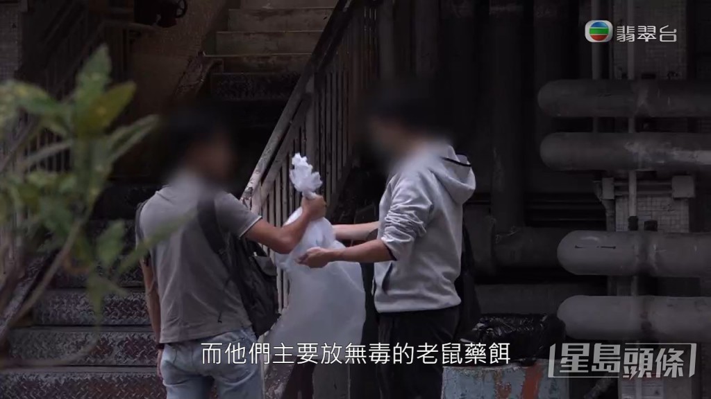 房署外判滅蟲專員當日亦有到場視察，放置老鼠藥。