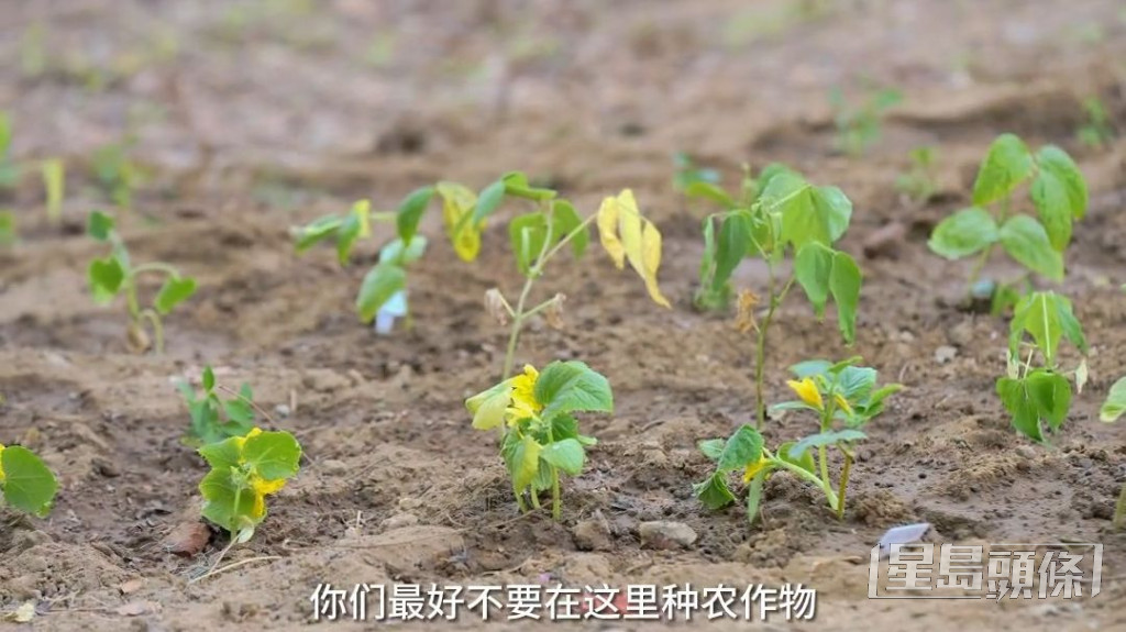 李亞鵬種植不少菜苗。
