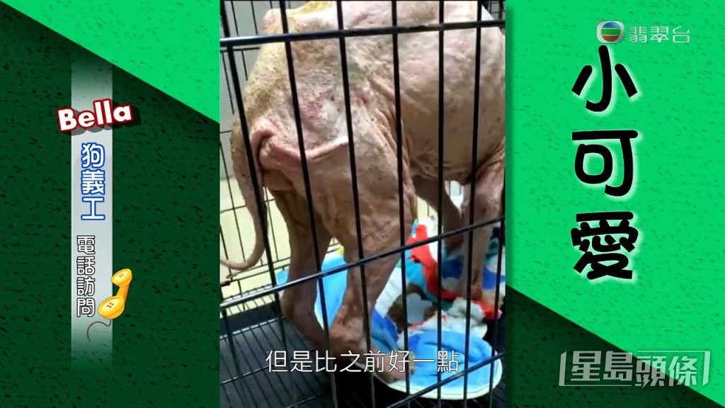 至於小可愛：「成身都係皮膚炎，由頭到腳，我哋兩日幫佢沖一次皮膚水，日日都要食藥，已經比之前好啲，起碼生咗啲甩出嚟。」