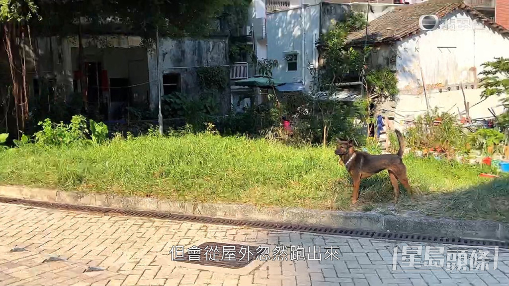 《东张》拍摄当日，4只唐狗守在屋前，亦会走到行人路或草地。
