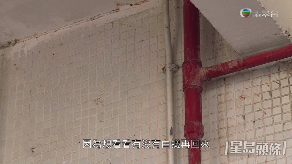 《東張西望》向管理公司查詢，對方指已經請滅蟲公司派人清除了現場的白蟻。