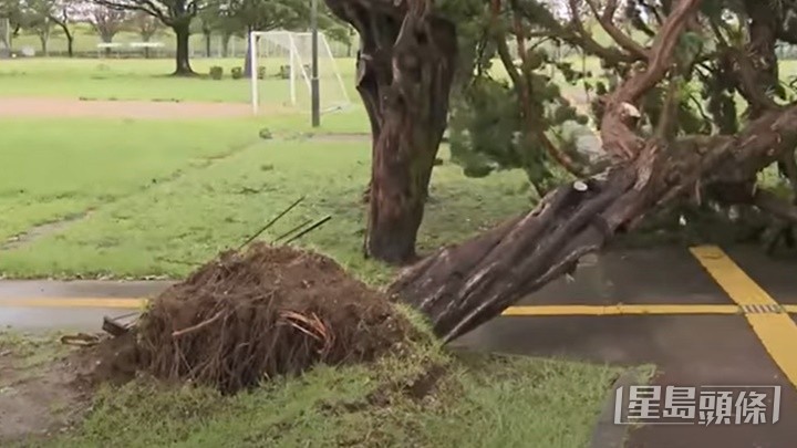 风暴南玛都9月吹袭日本造成多处受灾,有树木被连根拔起。网上影片截图