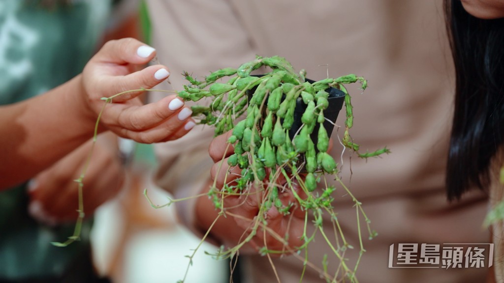 植物亦一樣,望落平凡同醜啲嘅植物,係咪就代表平?