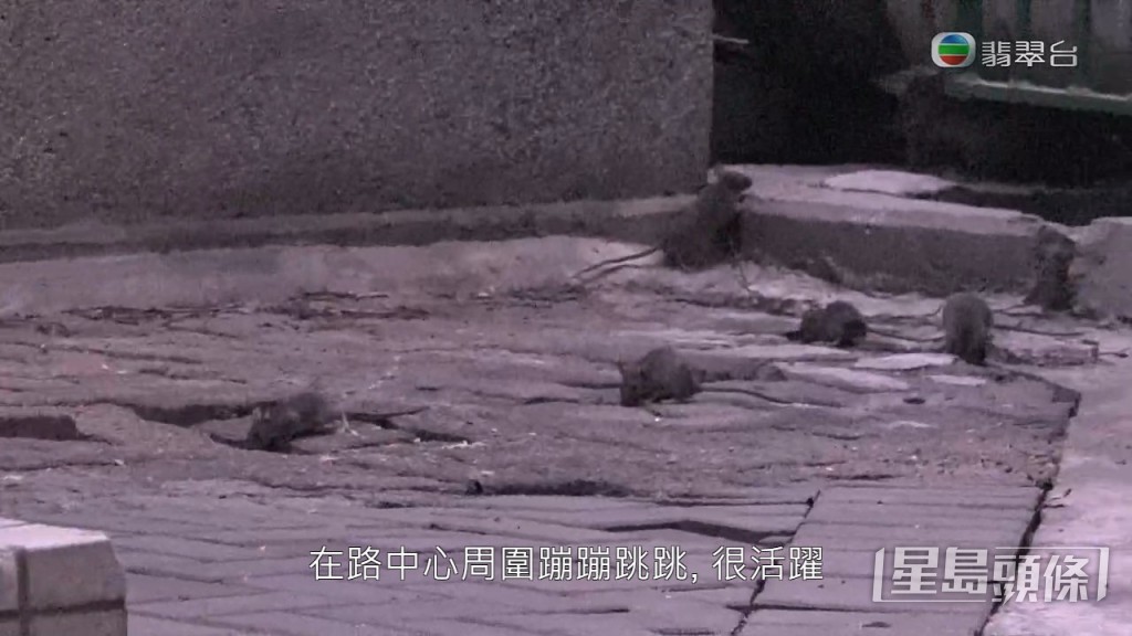 老鼠大都跳跳紥，相當活躍。