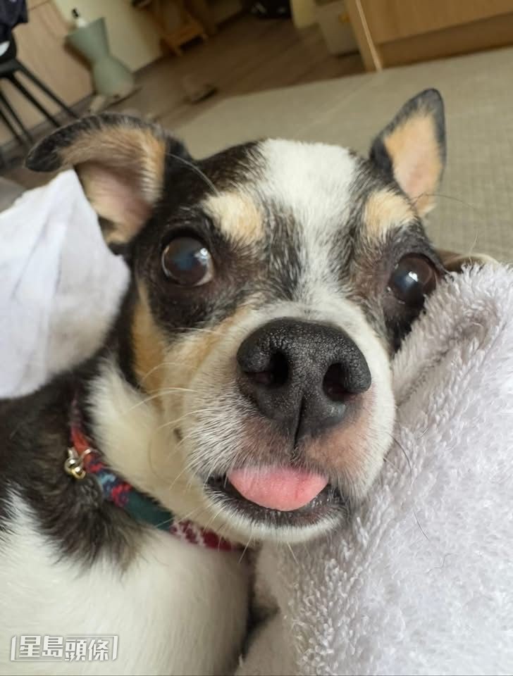 小儀晒出愛犬的照片報喜。