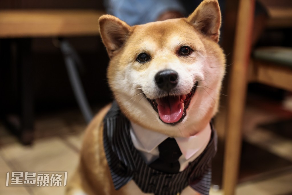 狗隻入食肆政策於7月9日生效,獲准食肆的數目現時有逾970間。 狗隻入食肆政策於7月9日生效,獲准食肆的數目現時有逾970間。