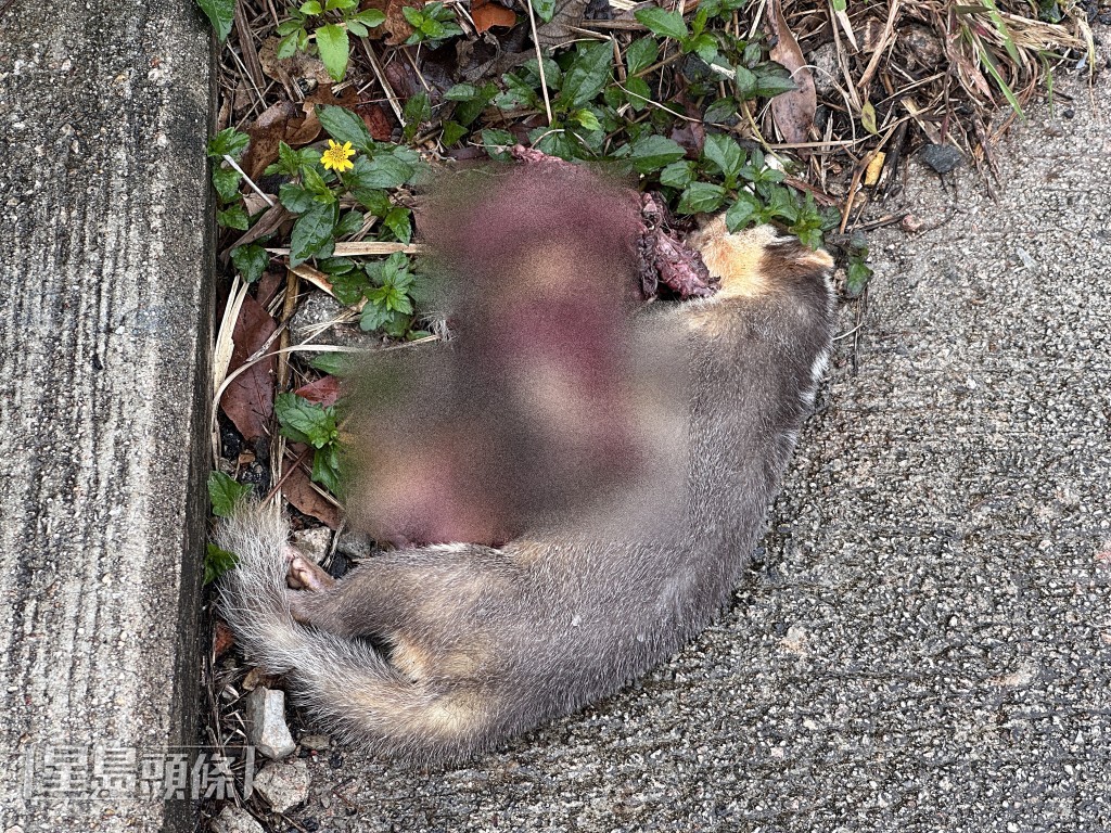石級旁發現果子狸屍體。梁國峰攝