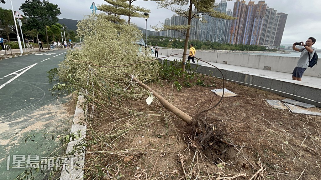 樹木連根拔起。楊偉亨攝