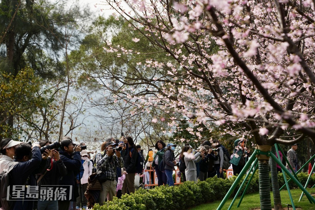 盛開的櫻花形成花海，成為「打卡」熱點。蘇正謙攝