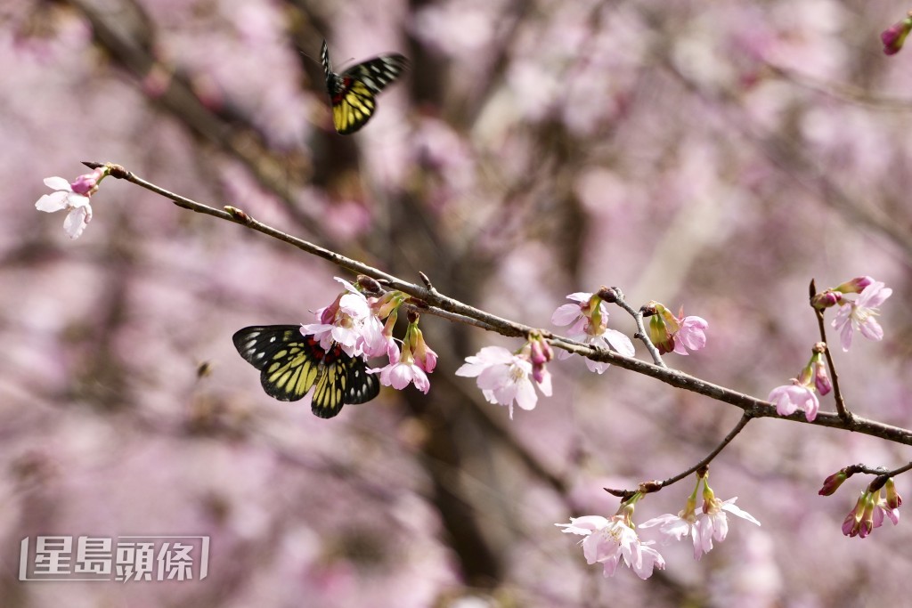園內三分一櫻花樹已開花。蘇正謙攝