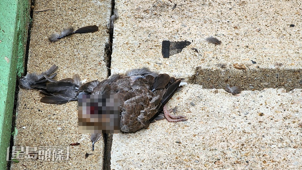 雀屍沒有頭部，死狀恐怖。 黃文威攝