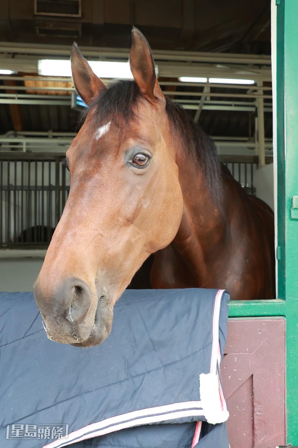 當年被指「醜樣」的「阿B」，現已是馬房中最好、最靚的馬。