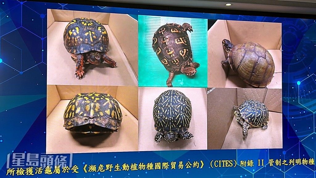 海關檢獲的活體龜隻。林思明攝