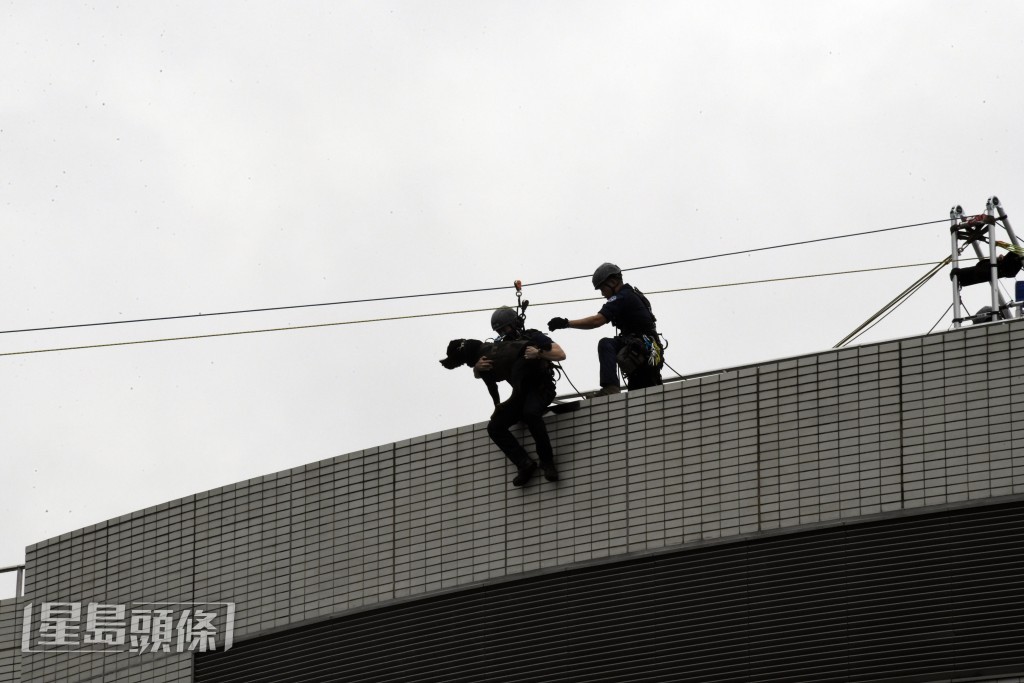 警犬隊的高難度表演。楊偉亨攝