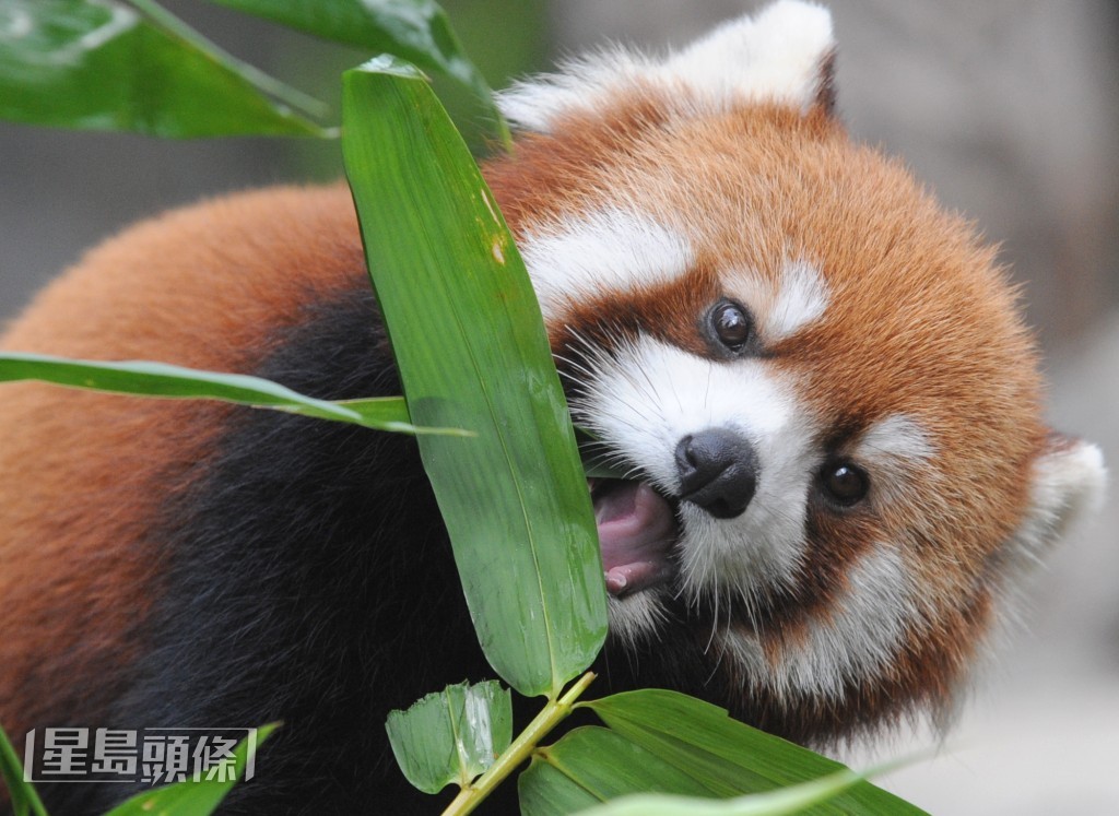 小熊貓在野外平均壽命約8至12歲。