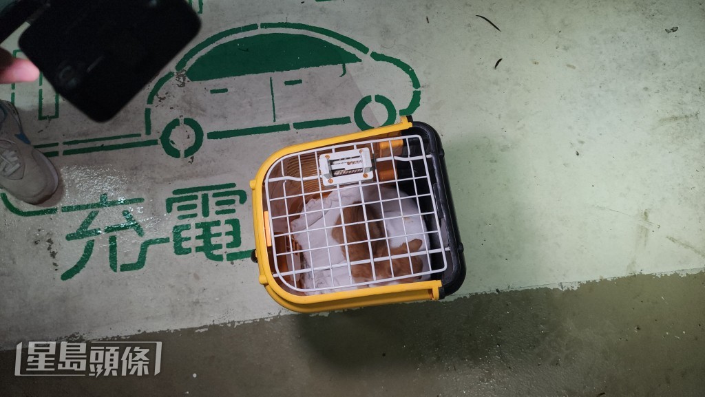 獲救的貓隻被放入籠中。