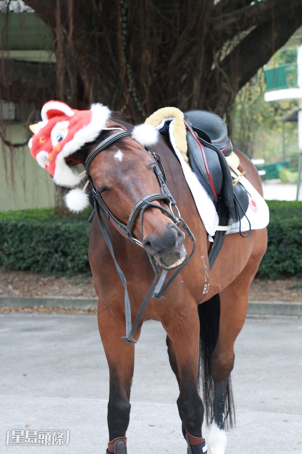 被戴上賀年帽飾後，「阿B」立即想丟掉它，十分有性格！