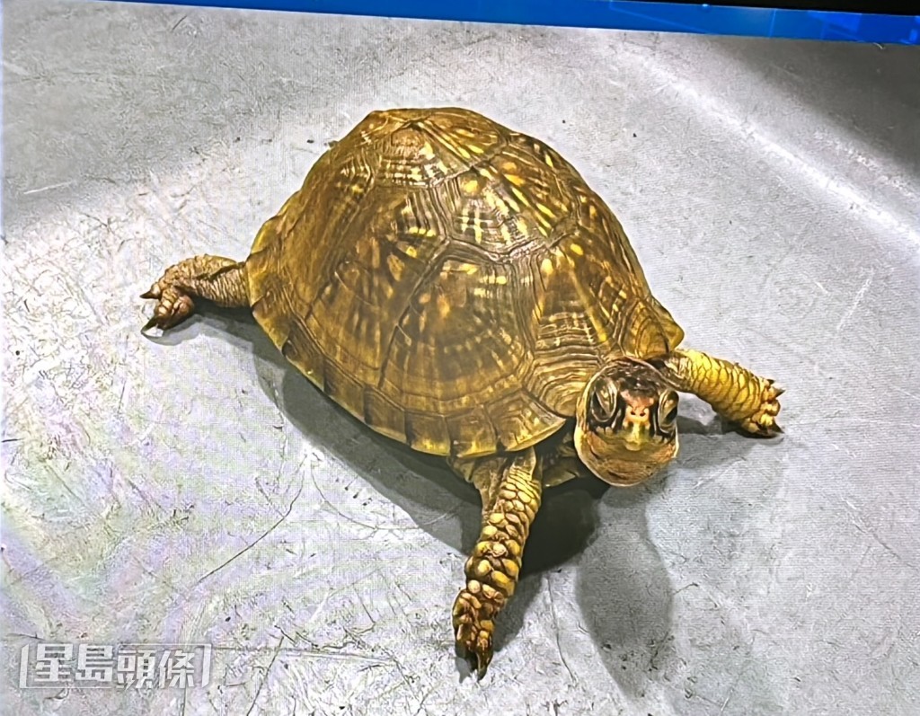 海關檢獲的活體龜隻。林思明攝