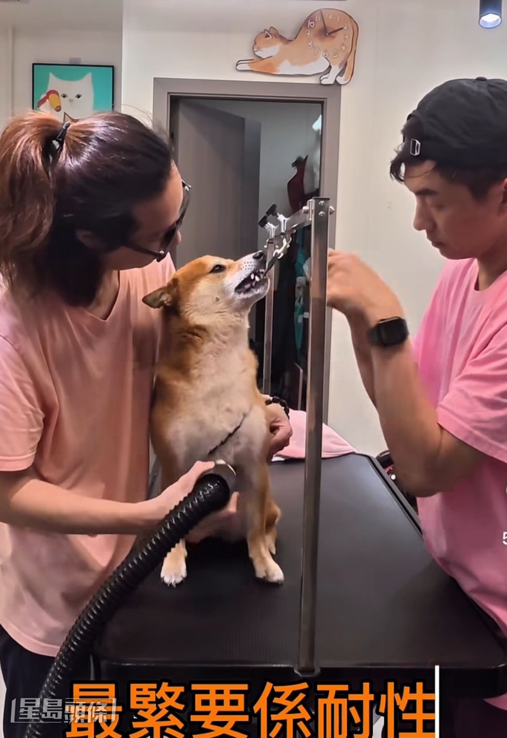 狗狗之中最難應付是柴犬。 狗狗之中最難應付是柴犬。