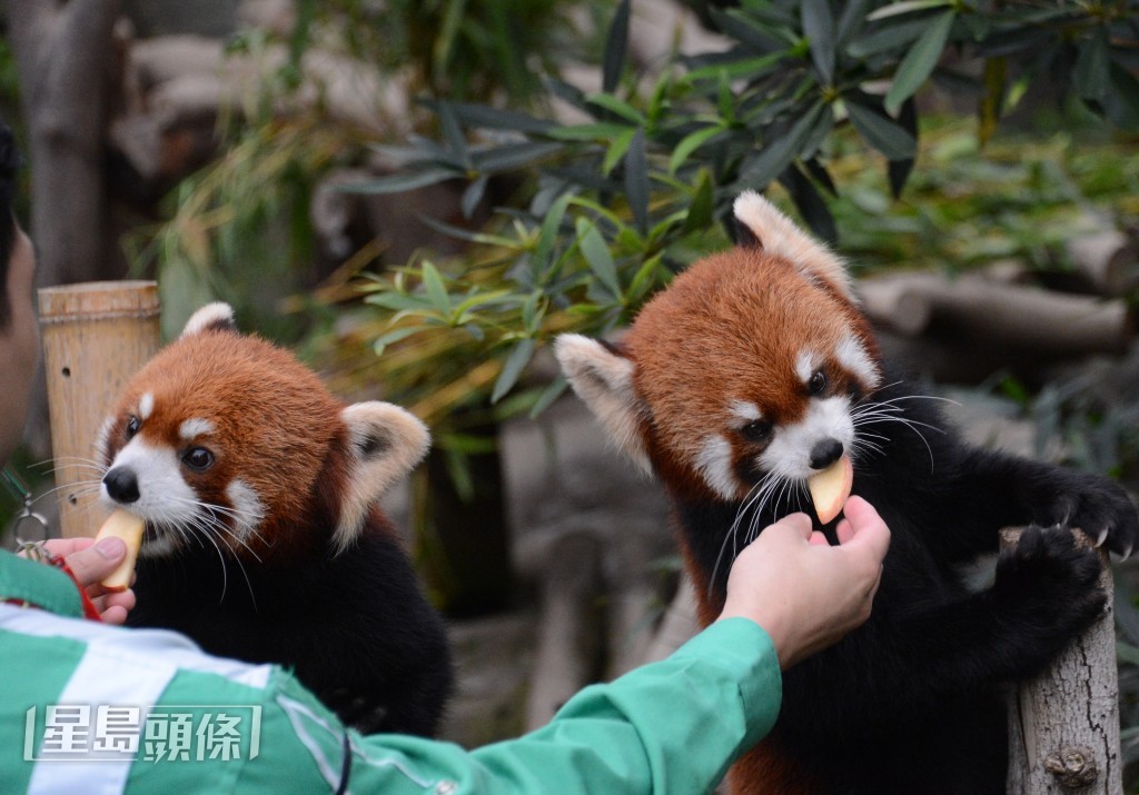 據估計，現存野生小熊貓數量不足一萬隻。