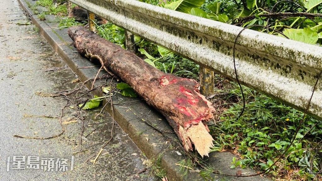 消防接報到場,將墮下的樹枝鋸成數小段,移到一旁。蔡楚輝攝 消防接報到場,將墮下的樹枝鋸成數小段,移到一旁。蔡楚輝攝