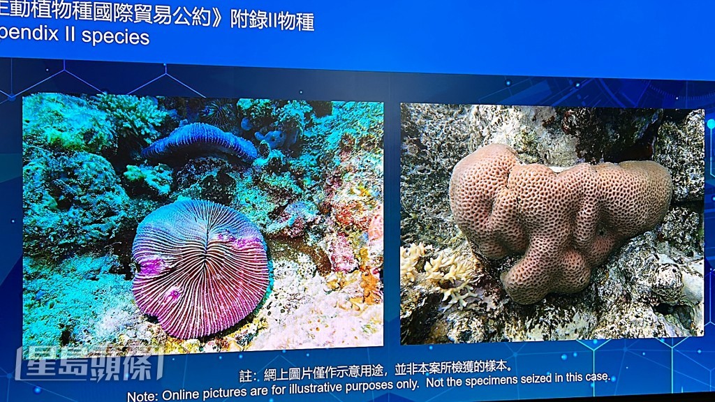 海關檢獲的活珊瑚。林思明攝