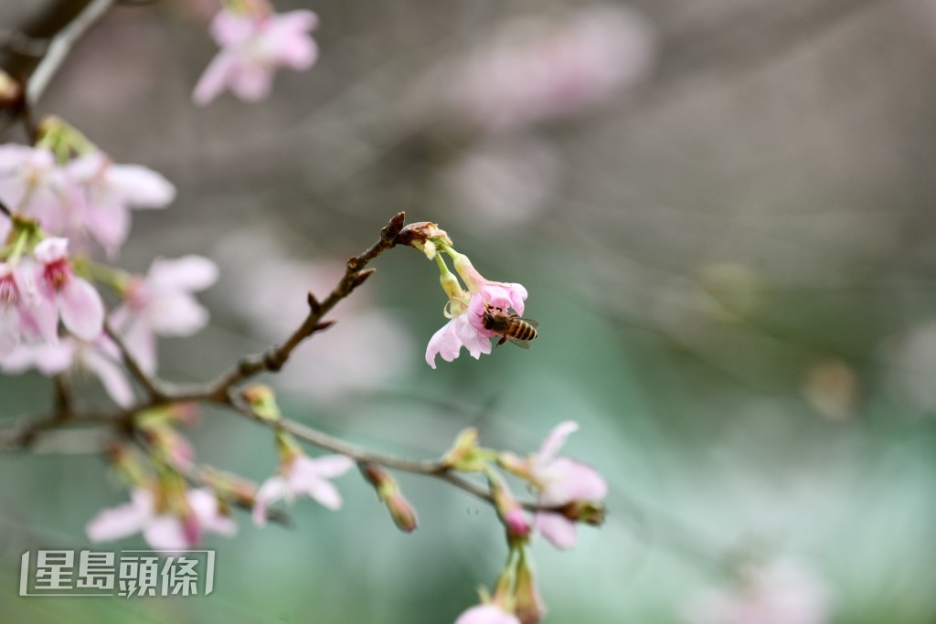 今年有約85棵來自廣州的「好運來」，現已盛開約三分一。盧江球攝