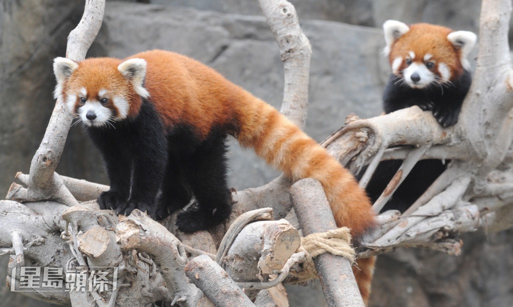 小熊貓被國際自然保護聯盟《瀕危物種紅色名錄》列為「瀕危」物種。