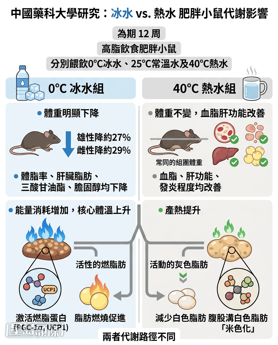 朝早第一杯水飲冰定熱?新研究解開謎底 朝早第一杯水飲冰定熱?新研究解開謎底