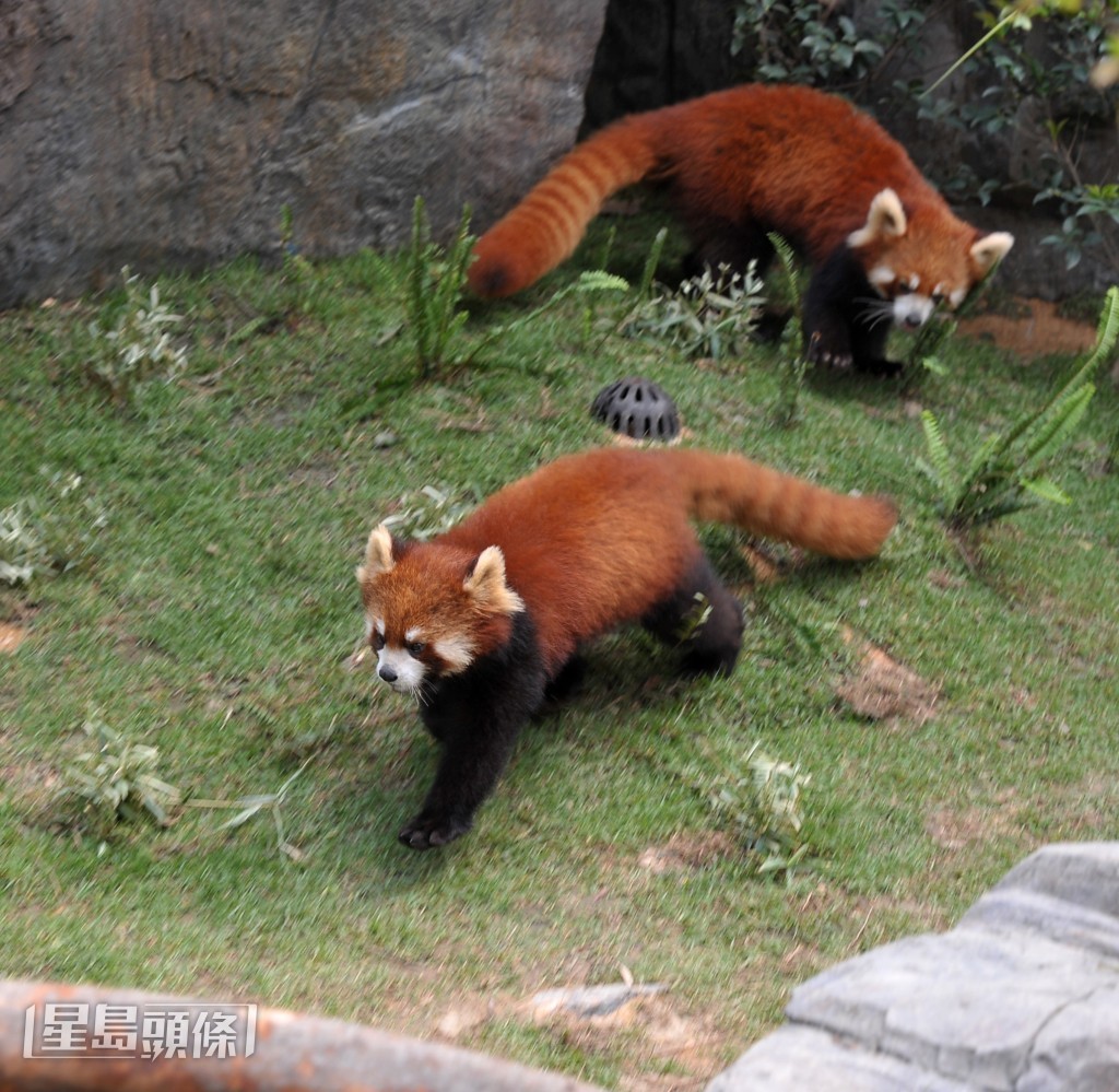 來自成都大熊貓繁育研究基地的柔柔於2009年與小熊貓聰聰和泰山一起加入海洋公園。