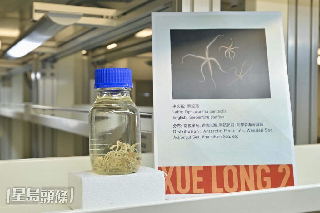 任务中采集到南极大磷虾、南极深海鲑、棘蛇尾及柳珊瑚等。苏正谦摄