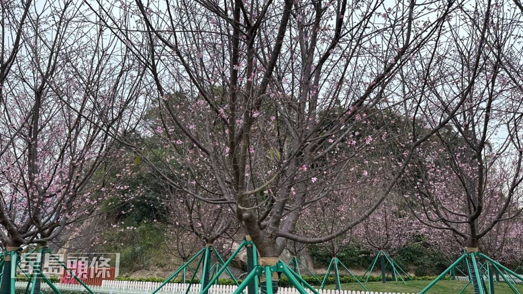 東涌櫻花園的櫻花比預期之中更早盛開。謝曉雅攝