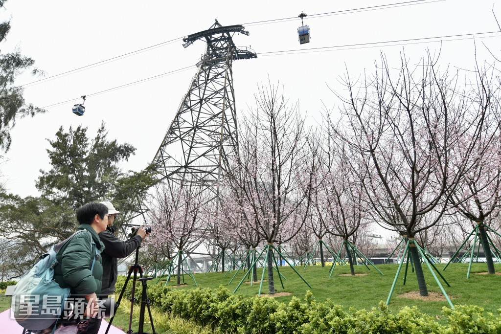 櫻花與纜車形成絕美風景線。盧江球攝