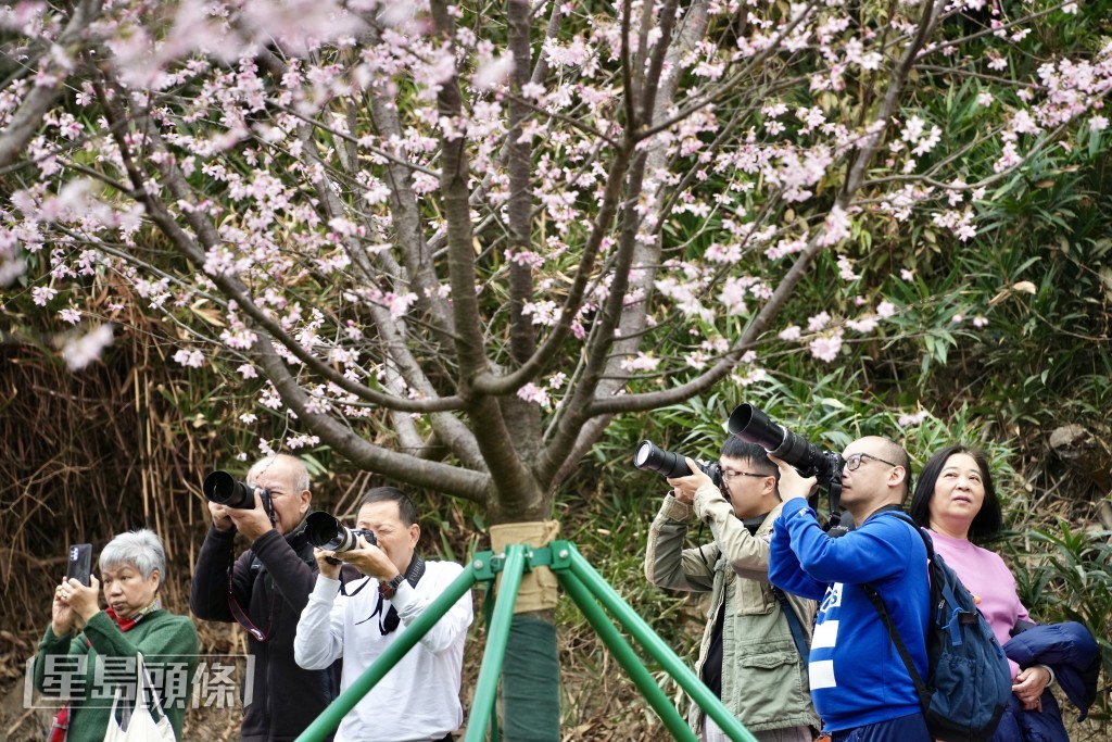 攝影愛好者帶相機到櫻花園拍攝。蘇正謙攝