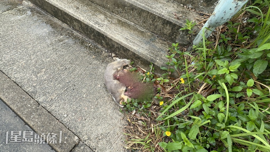 石級旁發現果子狸屍體。梁國峰攝