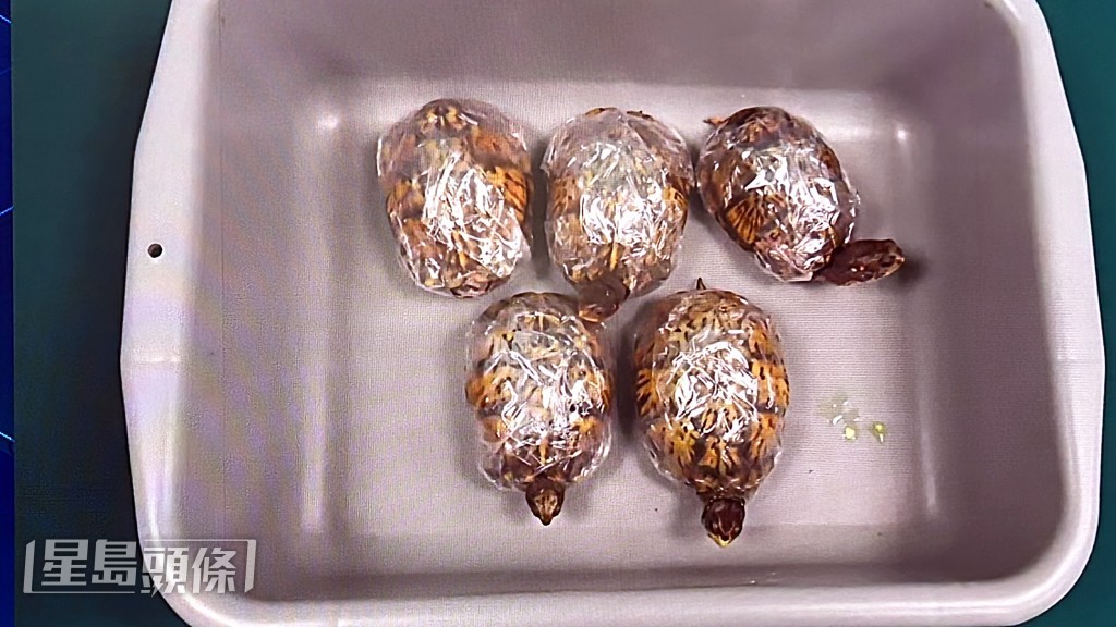 海關檢獲的活體龜隻。林思明攝