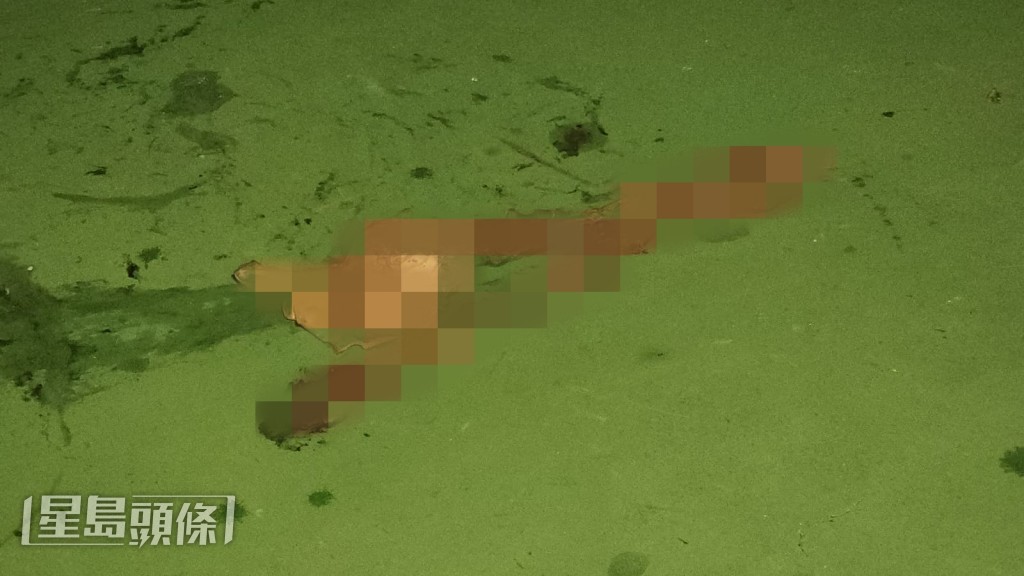 現場遺下一條蛇皮,經調查後相信死去一段時間。黎志偉攝 現場遺下一條蛇皮,經調查後相信死去一段時間。黎志偉攝