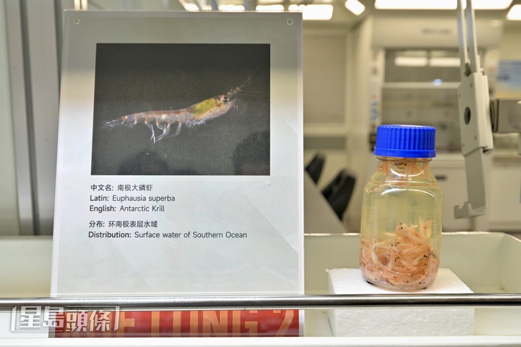 任务中采集到南极大磷虾、南极深海鲑、棘蛇尾及柳珊瑚等。苏正谦摄