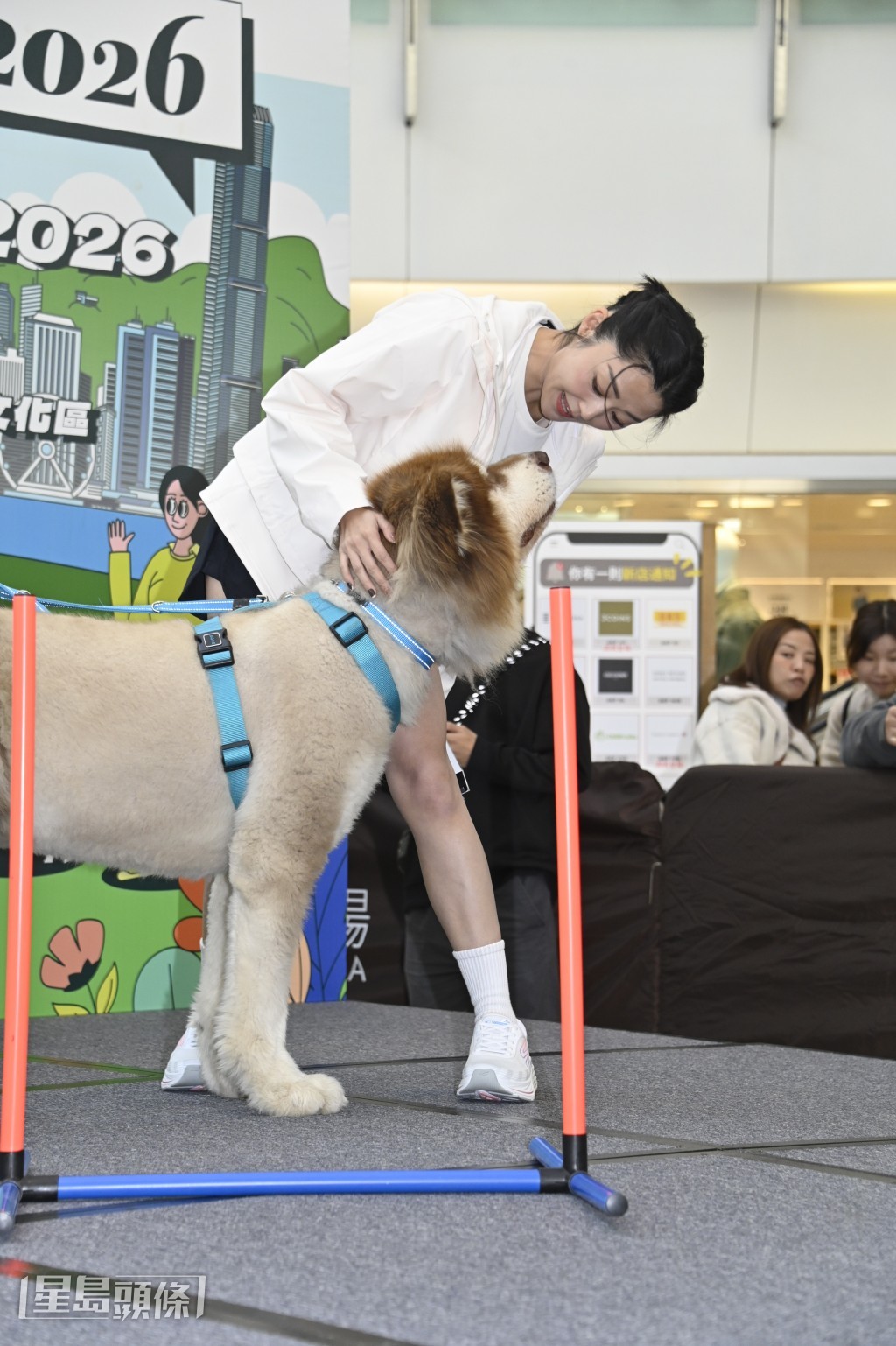 她带领狗狗穿越障碍。