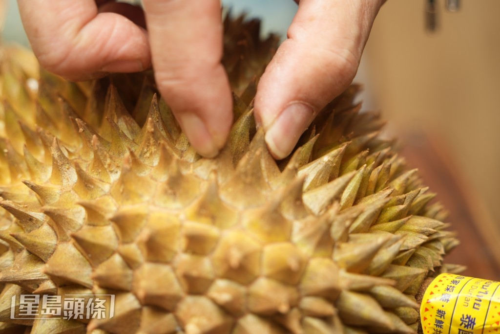 用手指輕揑壓榴槤釘,手感軟代表成熟。 用手指輕揑壓榴槤釘,手感軟代表成熟。