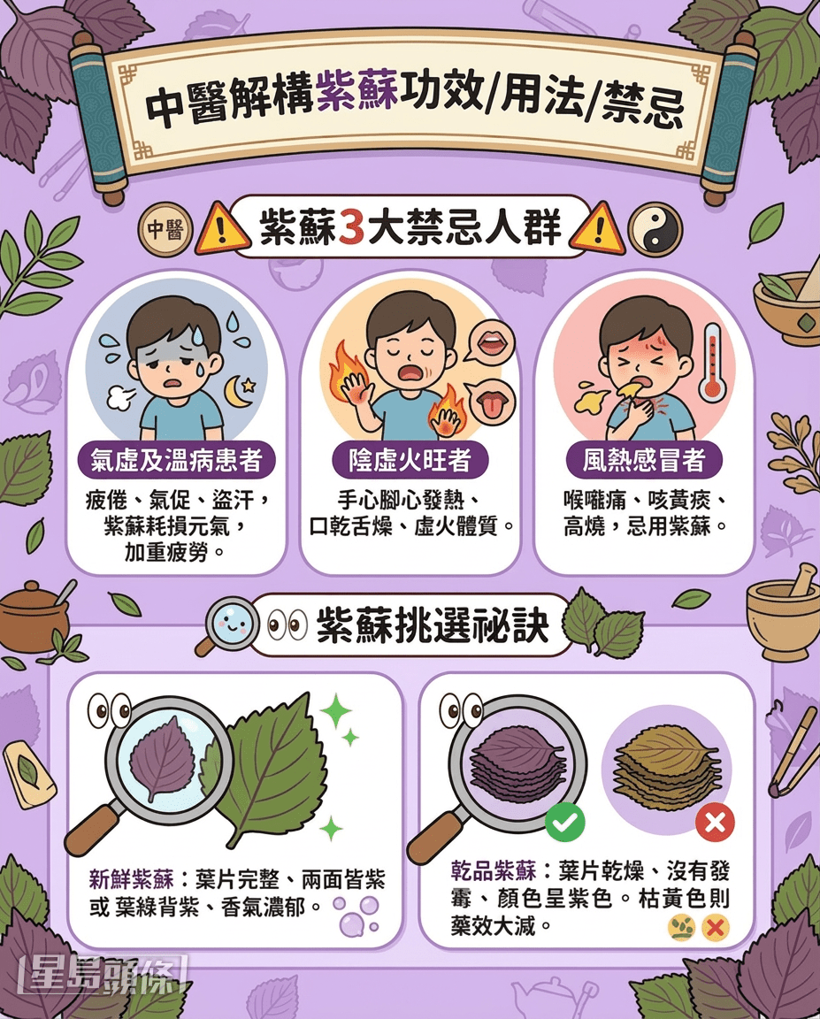 中医解构紫苏功效/用法/禁忌