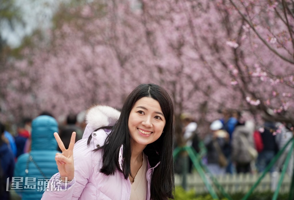 盛開的櫻花形成花海，成為「打卡」熱點。蘇正謙攝