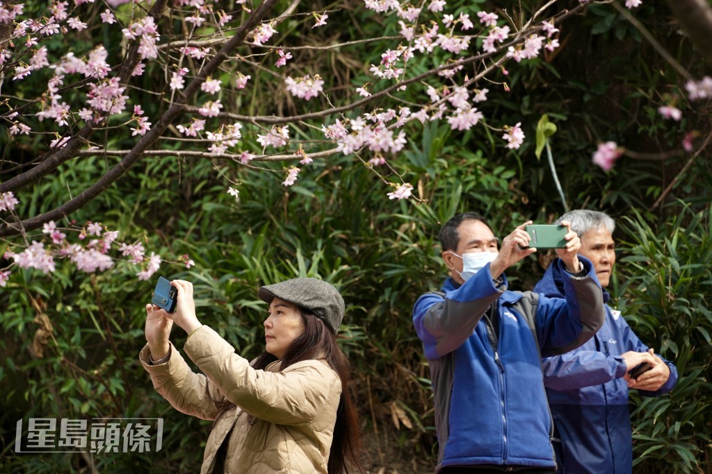 不少市民到櫻花園賞櫻。蘇正謙攝