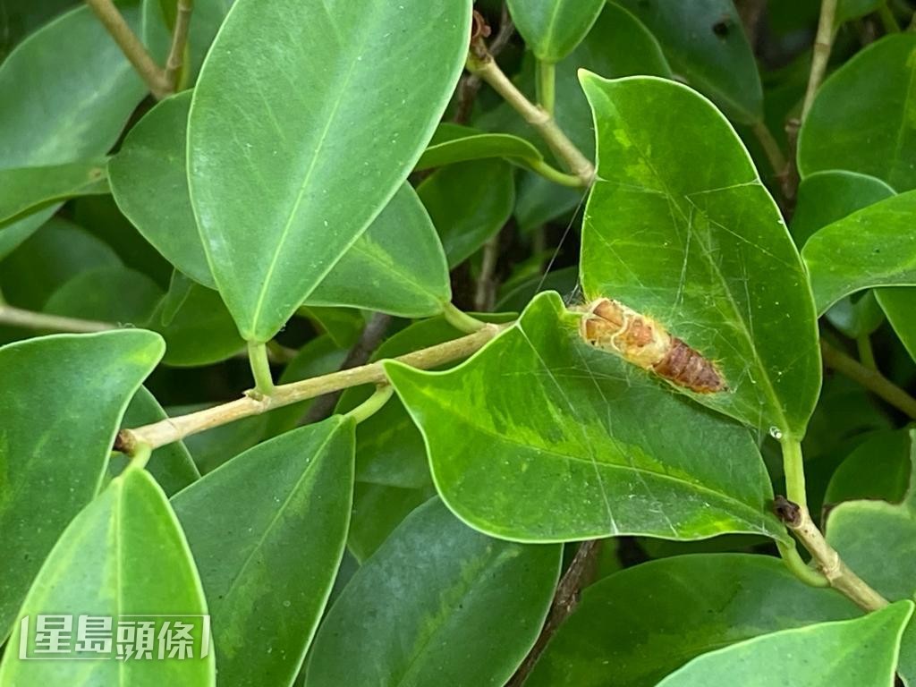 幼蟲會在榕樹葉面結蛹及孵化。